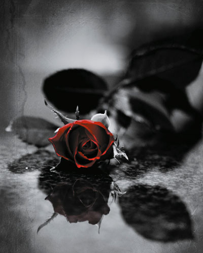 Poster RED GOTHIC ROSE