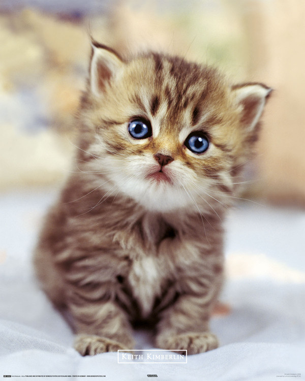 Poster KEITH KIMBERLIN - little kitten