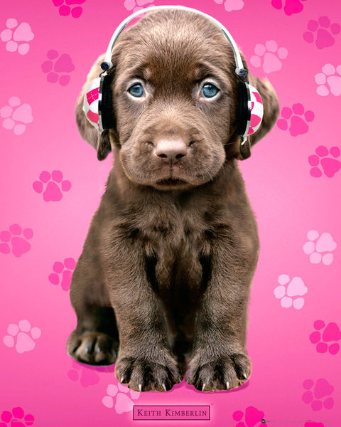 Poster Keith Kimberlin - chocolate labs headphones
