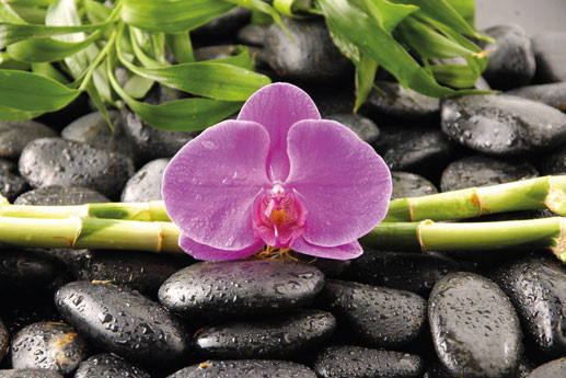 Poster Orchidee