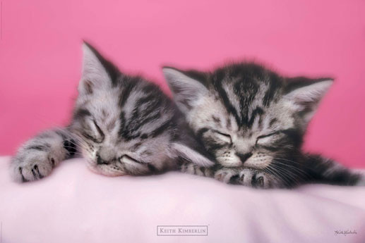 Poster Keith Kimberlin - pink kitten