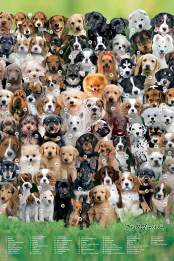 Poster KEITH KIMBERLIN - breeds