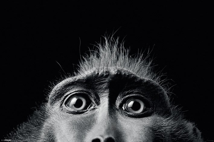 Poster Tim Flach - monkey eyes
