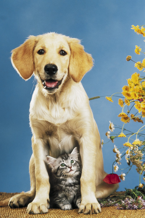 Poster Mr Big & Mrs Little