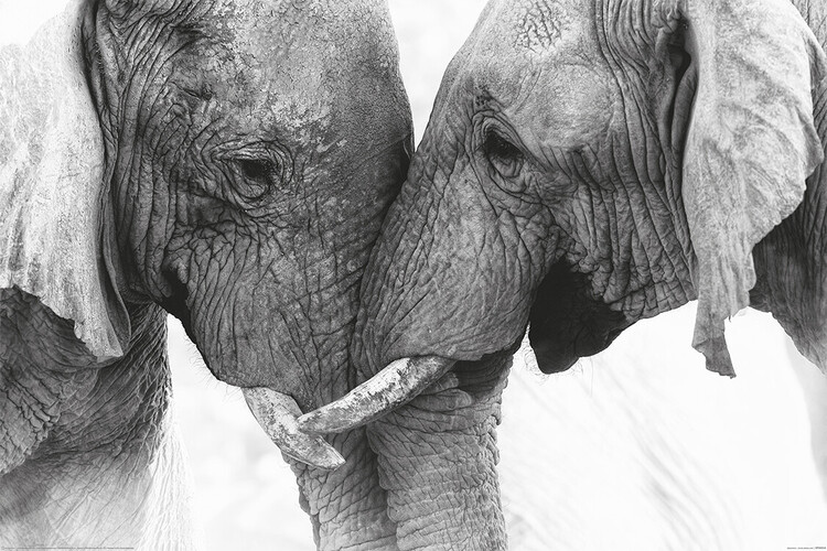 Plakát, Obraz - Elephant - Touch, (120 x 80 cm)