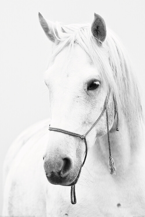 Plakát, Obraz - Horse - White Horse, (80 x 120 cm)