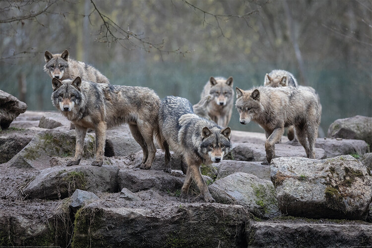 Plakát, Obraz - Wolf - Grey Wolves, 120x80 cm
