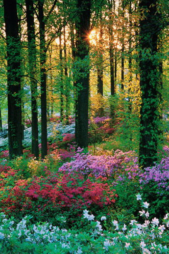 Poster Flower forest