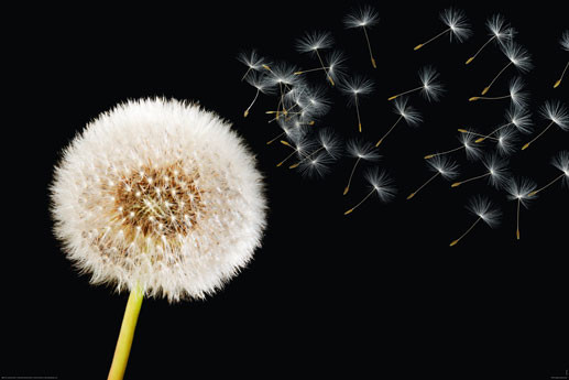Poster Dandelion dream