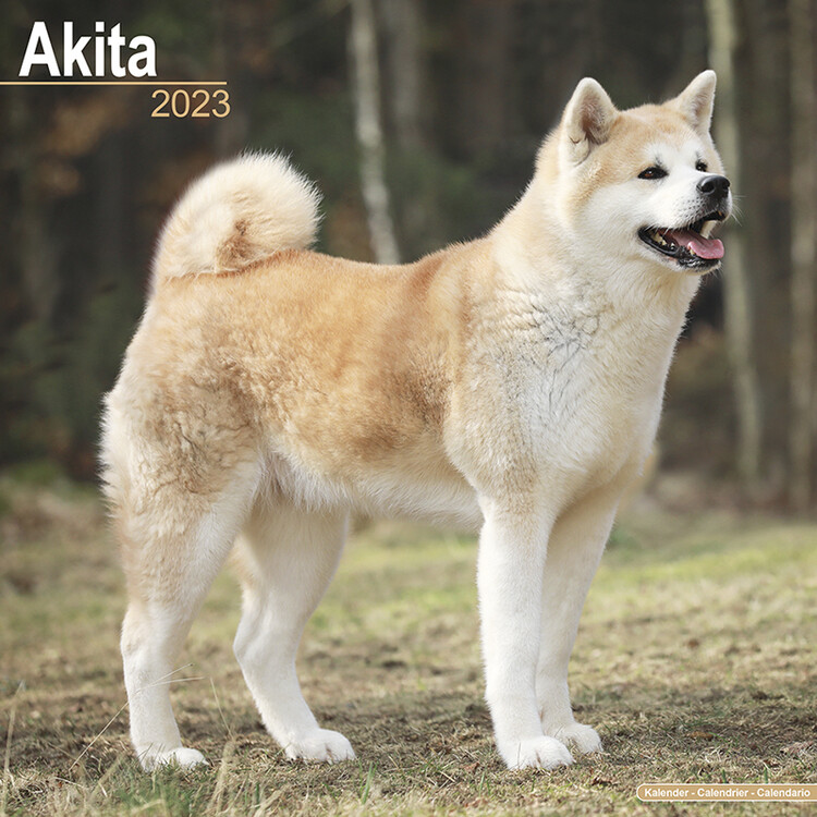 Calendario 2027 Akita