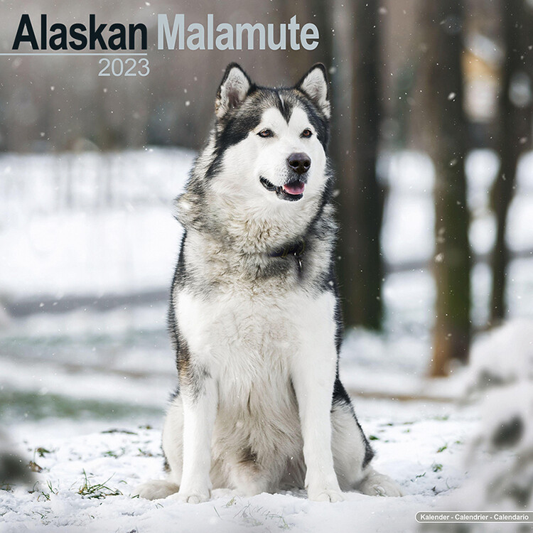 Naptár 2027 Alaskan Malamute