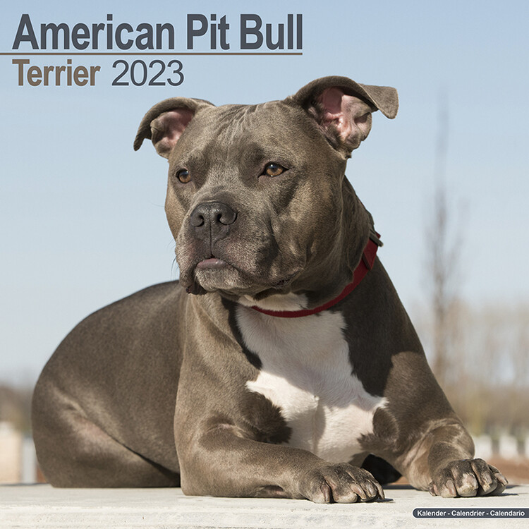 Kalendár 2027 Americký Pitbul teriér
