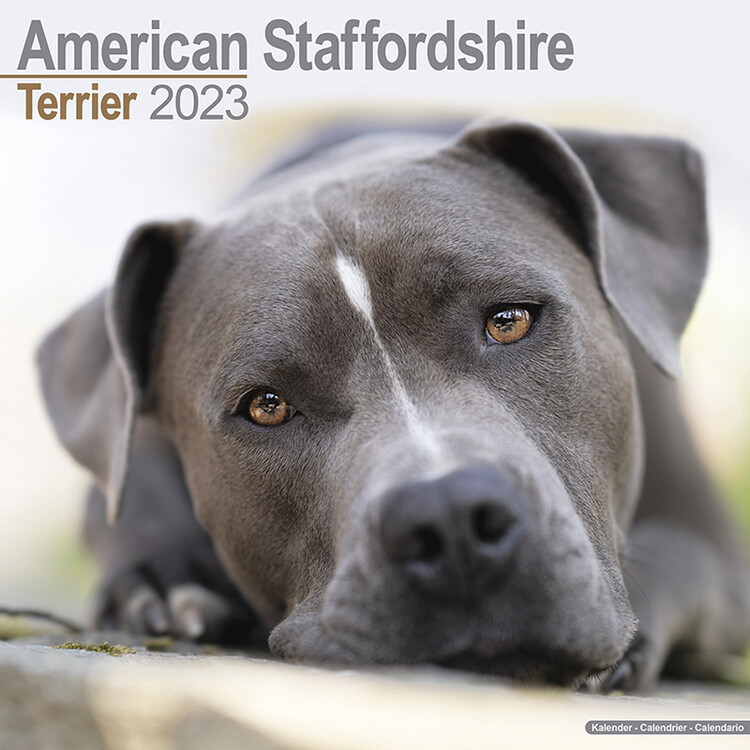 Calendario 2027 American Staff Terrier