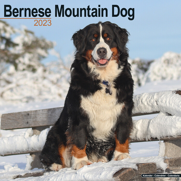 Kalender 2027 Bernese Mountain Dog