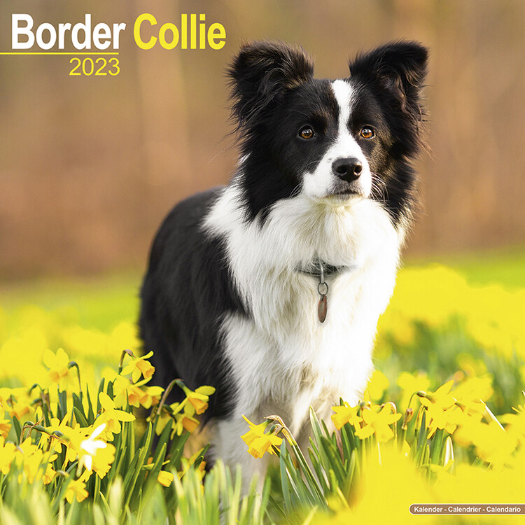 Naptár 2027 Border Collie