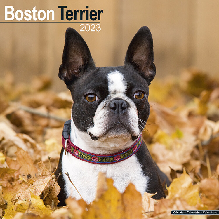 Naptár 2027 Boston Terrier