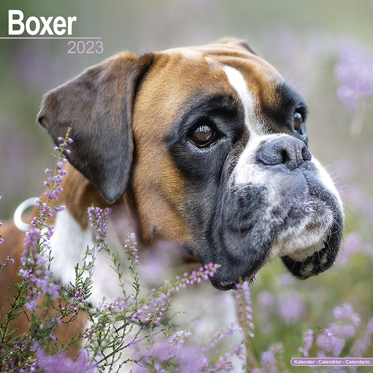 Calendrier 2027 Boxer