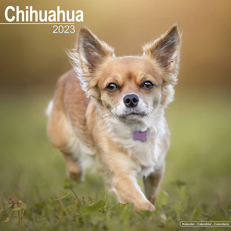 Kalender 2027 Chihuahua