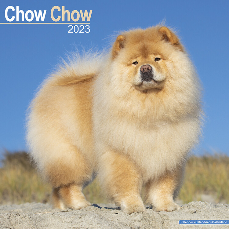Naptár 2027 Chow Chow