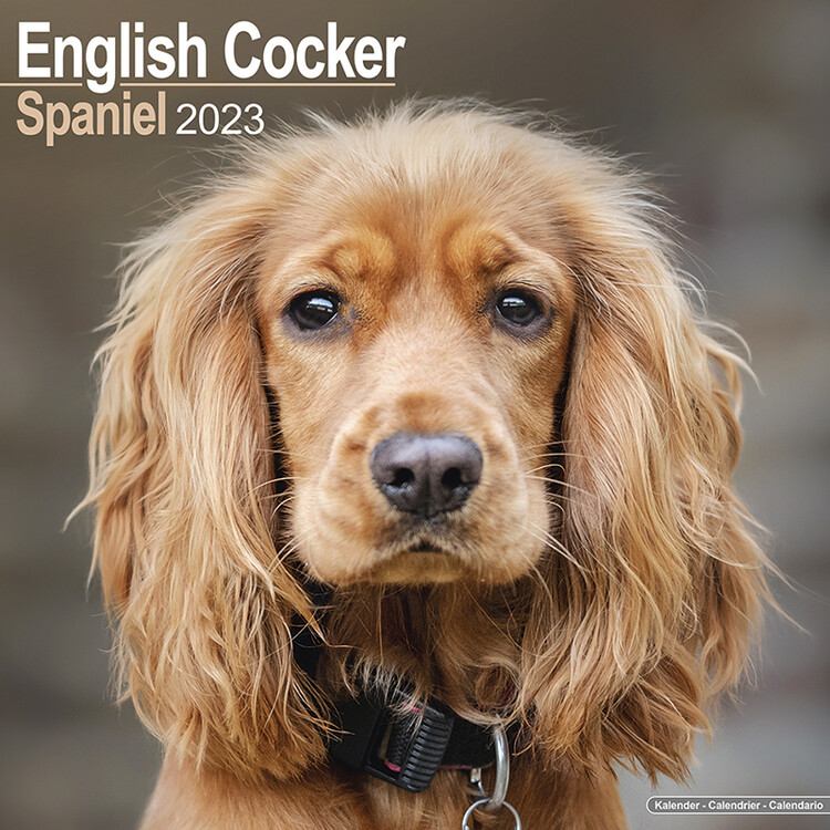 Naptár 2027 English Cocker Spaniel