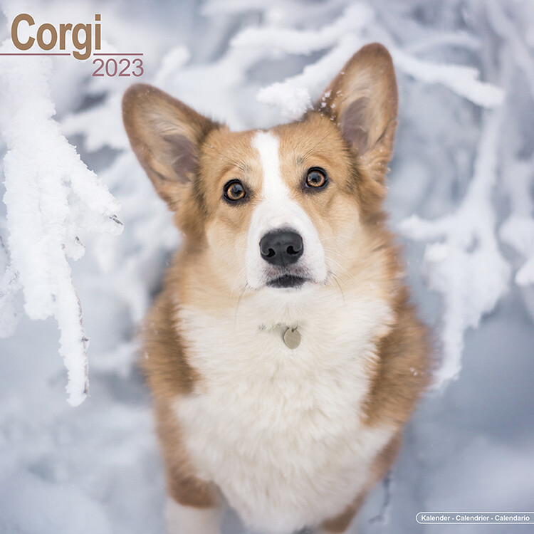 Naptár 2027 Welsh Corgi