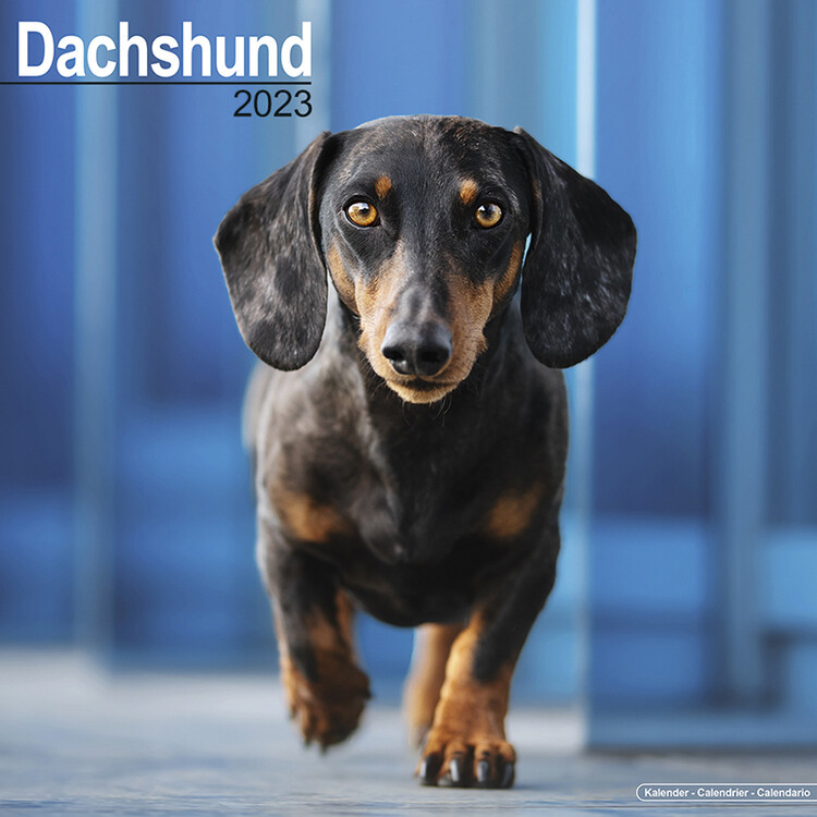 Naptár 2027 Dachshund