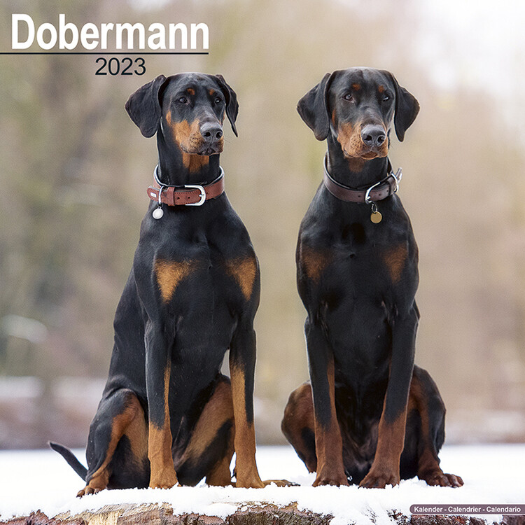 Kalender 2027 Dobermann
