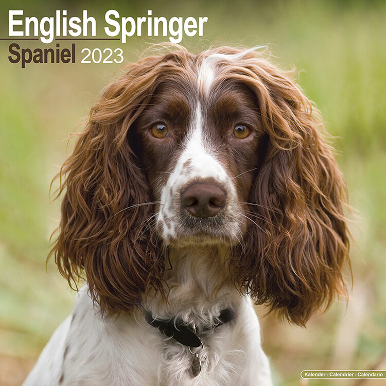 Naptár 2027 Eng Springer Spaniel