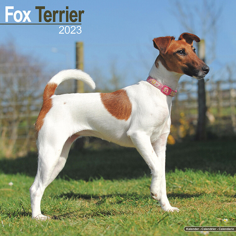 Naptár 2027 Fox Terrier