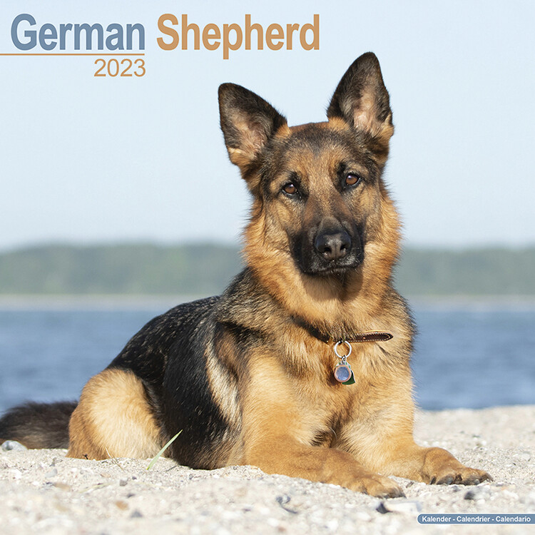 Naptár 2027 German Shepherd
