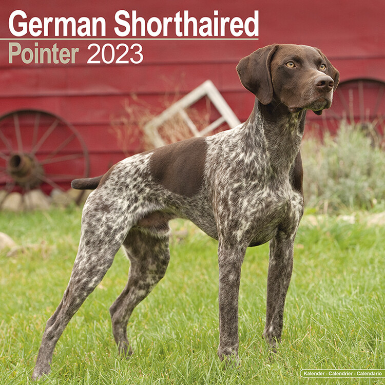 Naptár 2027 German ShortHair Pointer