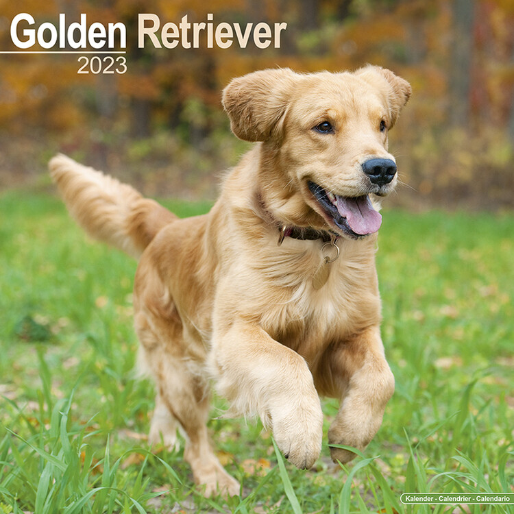 Calendario 2027 Golden Retriever