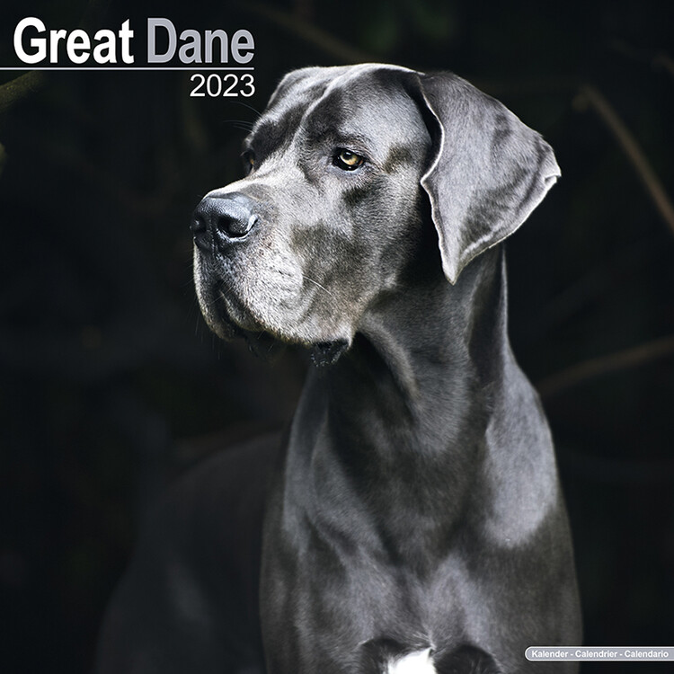 Naptár 2027 Great Dane