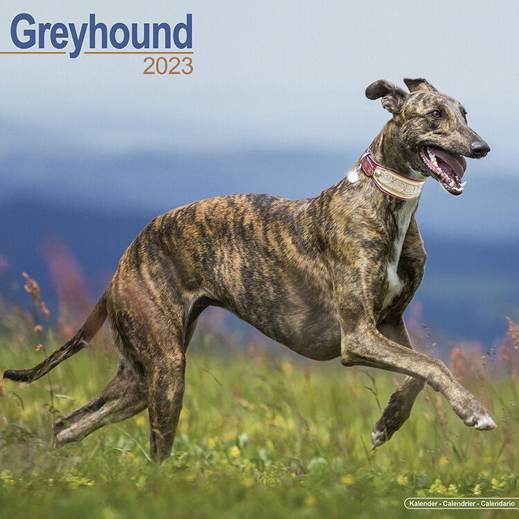 Naptár 2027 Greyhound
