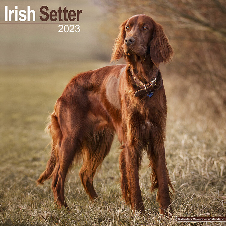 Naptár 2027 Irish Setter