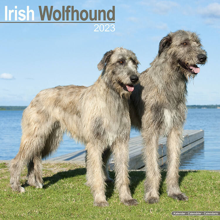 Naptár 2027 Irish Wolfhound