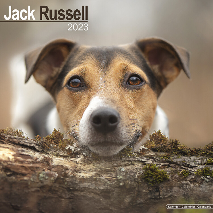 Naptár 2027 Jack Russell
