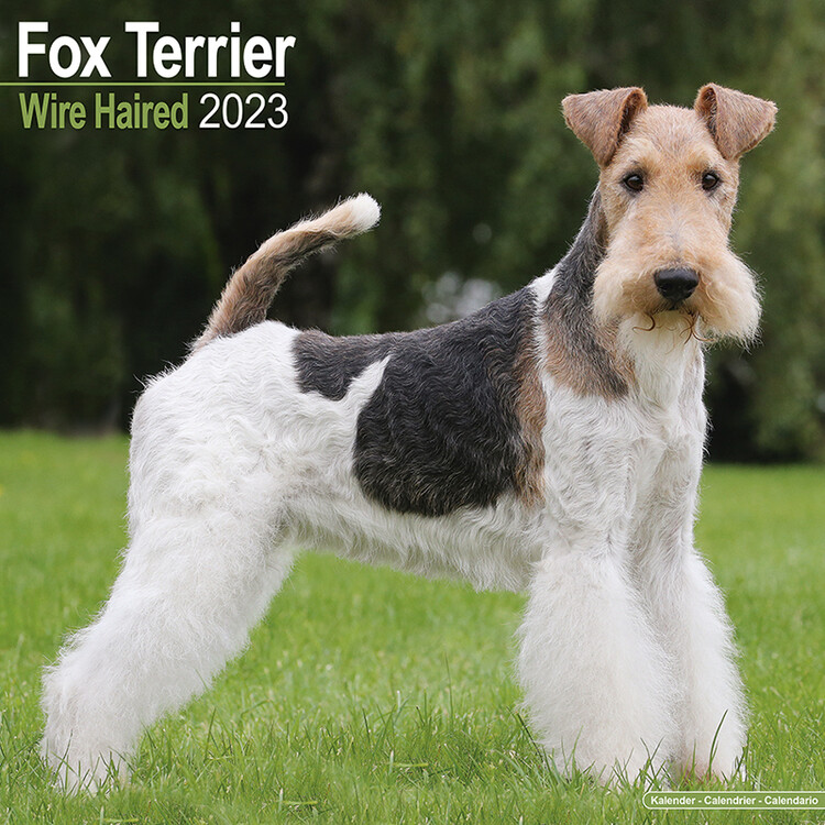 Naptár 2027 Wire Fox Terrier