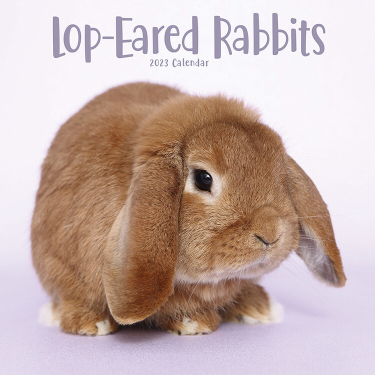 Naptár 2027 Lop-Eared Rabbits