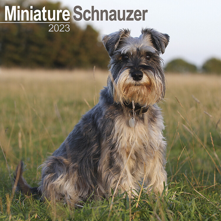 Naptár 2027 Mini Schnauzerl