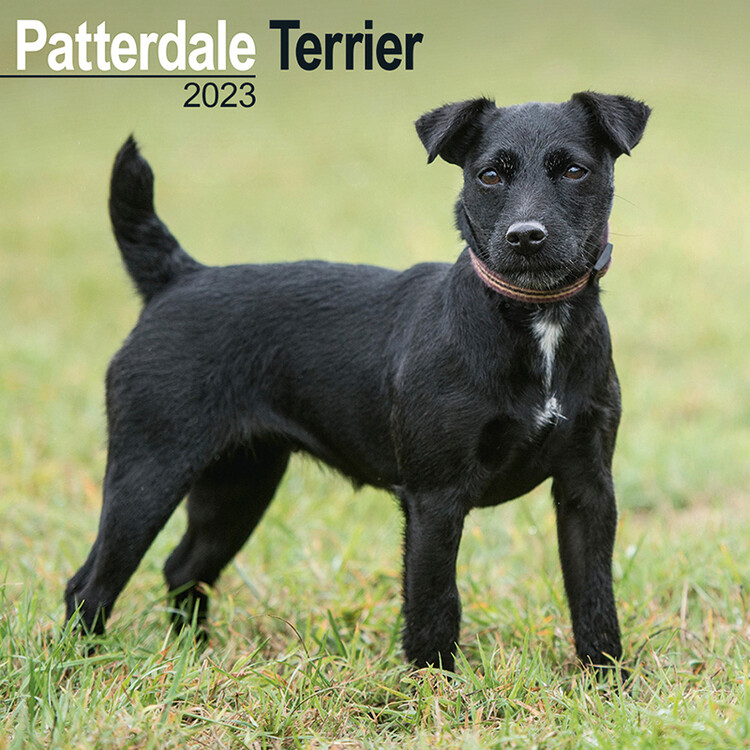 Calendario 2027 Patterdale Terrier