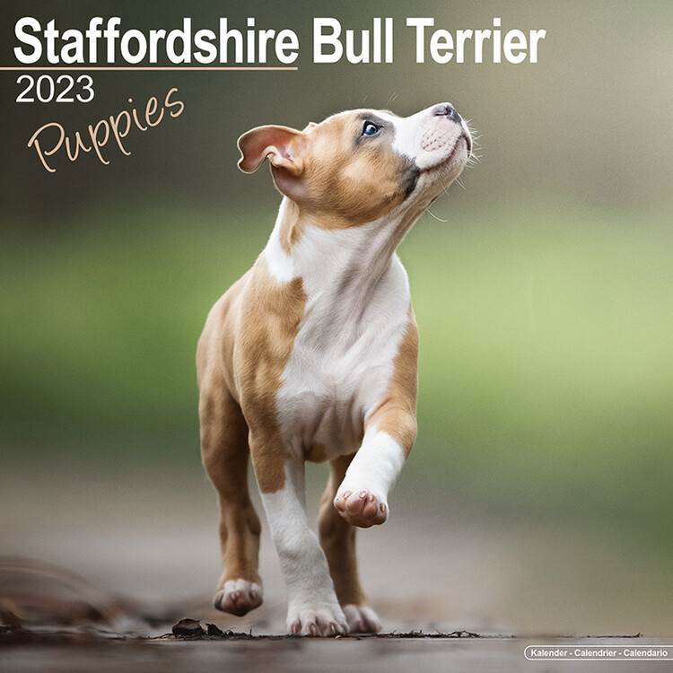 Calendario 2027 Staffordshire Bull Terrier Pups