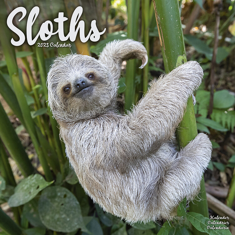 Calendrier 2027 Sloths