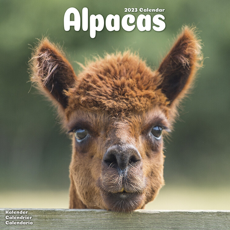 Calendrier 2027 Alpacas