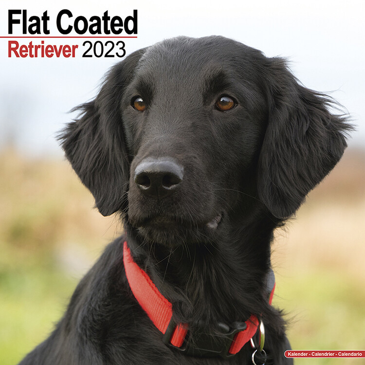 Naptár 2027 Flat Coated Retriever