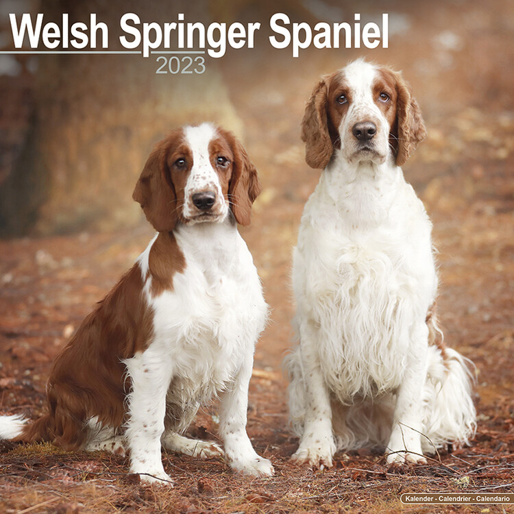 Naptár 2027 Welsh Springer Spaniel