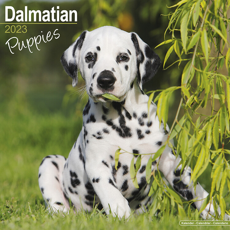 Naptár 2027 Dalmatian - Pups
