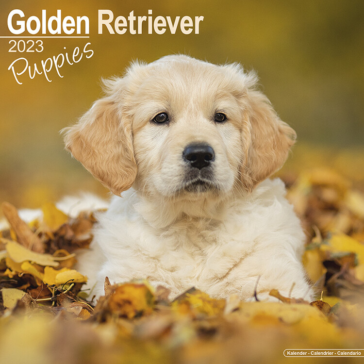 Kalender 2027 Golden Retriever - Pups