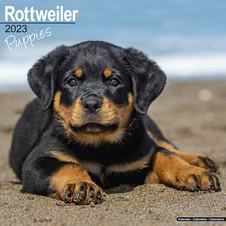 Calendario 2027 Rottweiler - Pups