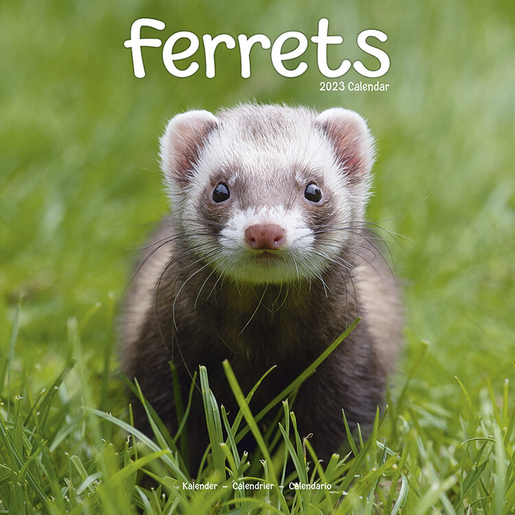 Kalender 2027 Ferrets